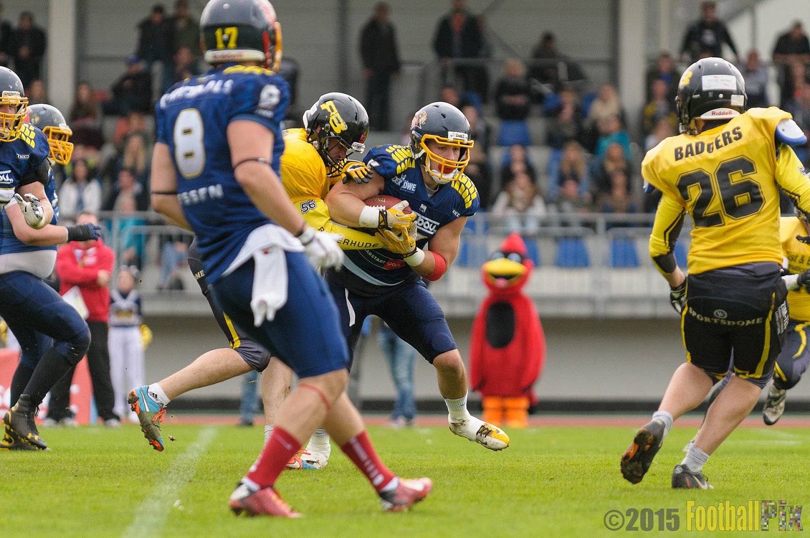 Essen Assindia Cardinals vs. Ritterhude Badgers - 19.09.2015 RL NRW: Essen Assindia Cardinals vs. Ritterhude Badgers (43:0)