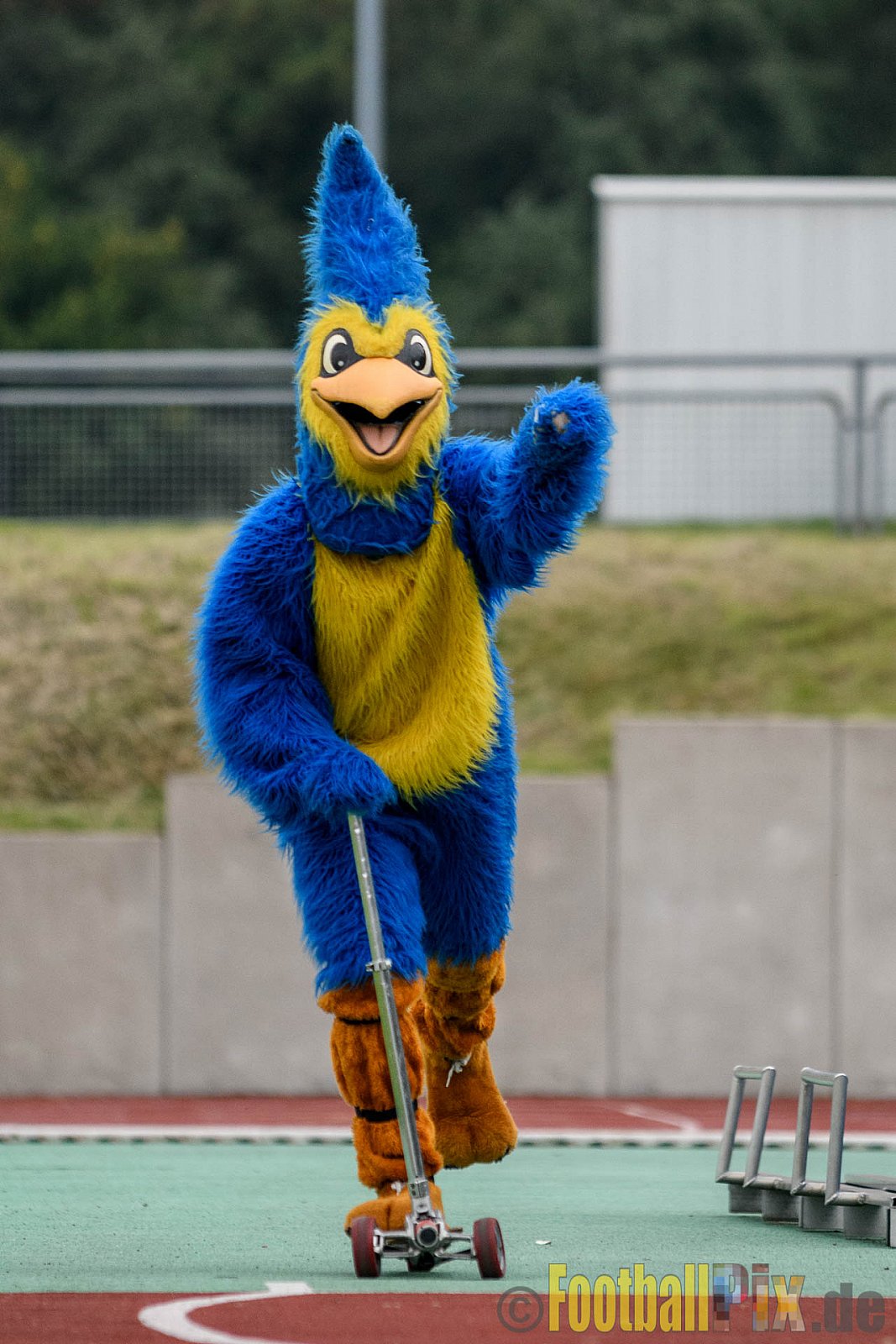 Essen Assindia Cardinals vs. Bielefeld Bulldogs - 13.08.2016 GFL2: Essen Assindia Cardinals vs. Bielefeld Bulldogs (49:6)