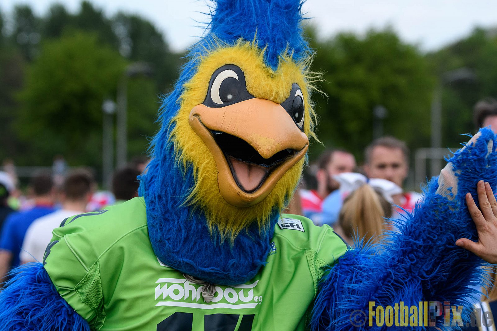 Essen Assindia Cardinals vs. Bonn Gamecocks - 06.05.2017 GFL2: Essen Assindia Cardinals vs. Bonn Gamecocks (35:18)