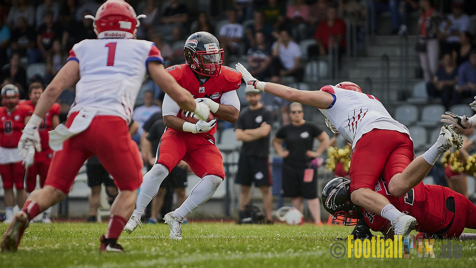 Düsseldorf Panther vs. Lübeck Cougars - DPantherVsLCougars