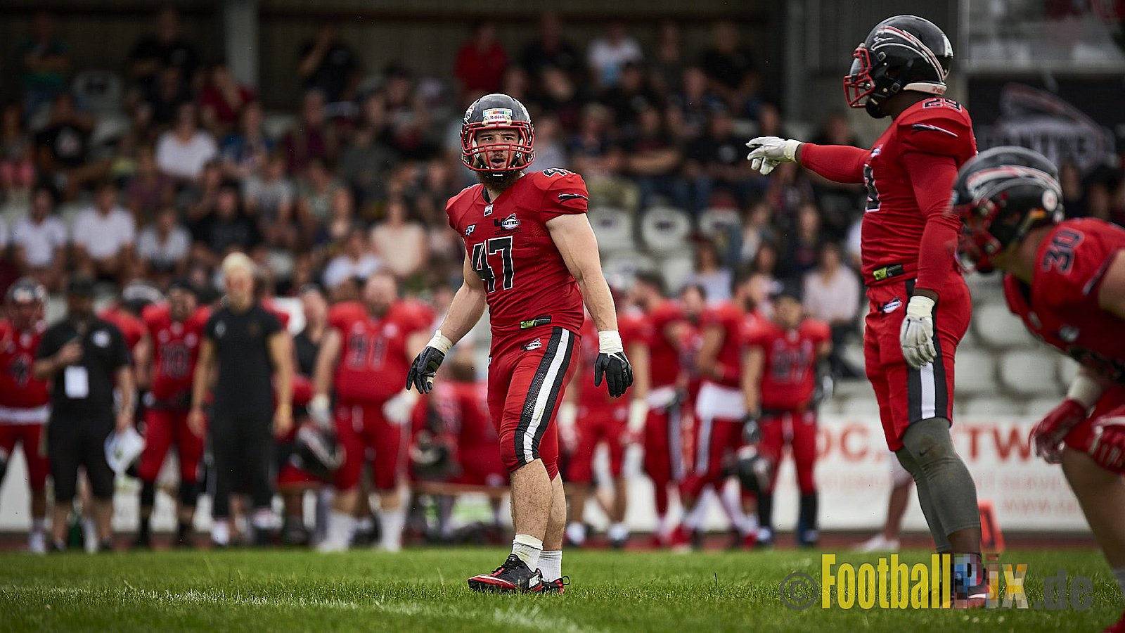 Düsseldorf Panther vs. Lübeck Cougars - DPantherVsLCougars