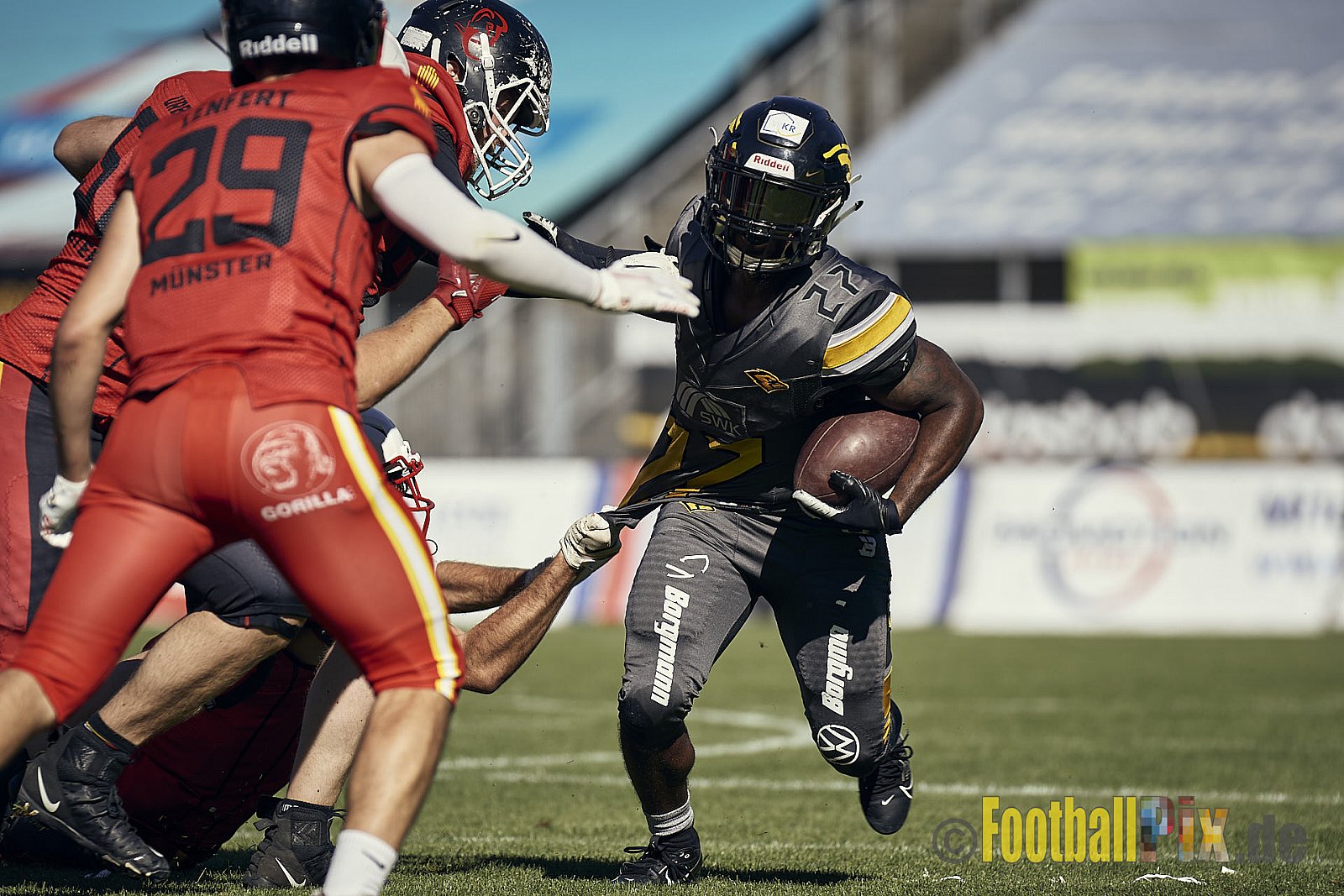 Spiel der AFCV Regionalliga NRW Season 2023 Krefeld Ravens vs. Münster Mammuts am 24.09.2023 im Stadion Grotenburgstadion, Tiergartenstraße, Bockum, Krefeld, North Rhine-Westphalia, 47800, Germany. Punkte Endstand 45 : 0. 
Bildnummer: 2023-09-24_0103 - KrefeldRavensVsMMammuts