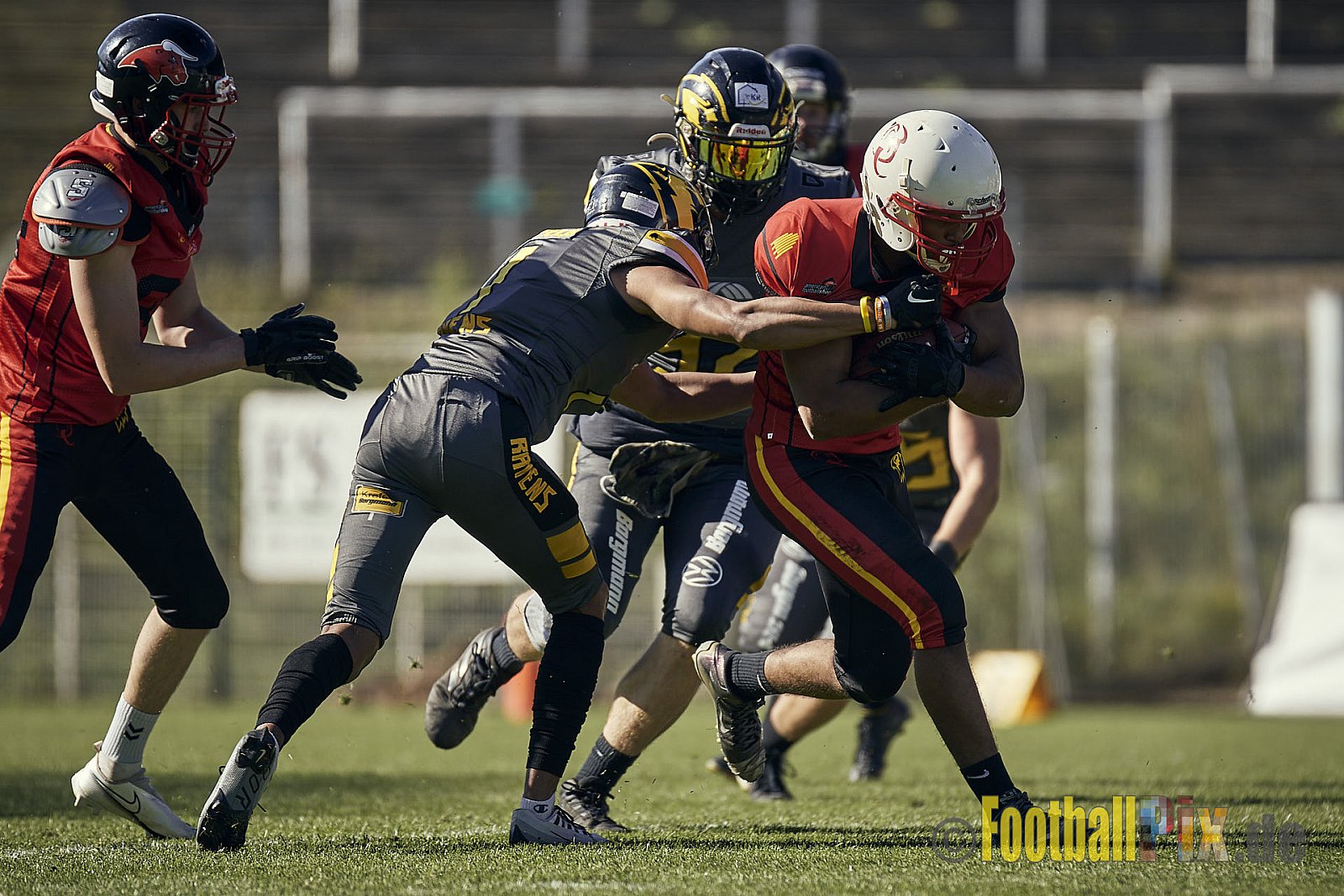 Spiel der AFCV Regionalliga NRW Season 2023 Krefeld Ravens vs. Münster Mammuts am 24.09.2023 im Stadion Grotenburgstadion, Tiergartenstraße, Bockum, Krefeld, North Rhine-Westphalia, 47800, Germany. Punkte Endstand 45 : 0. 
Bildnummer: 2023-09-24_0122 - KrefeldRavensVsMMammuts