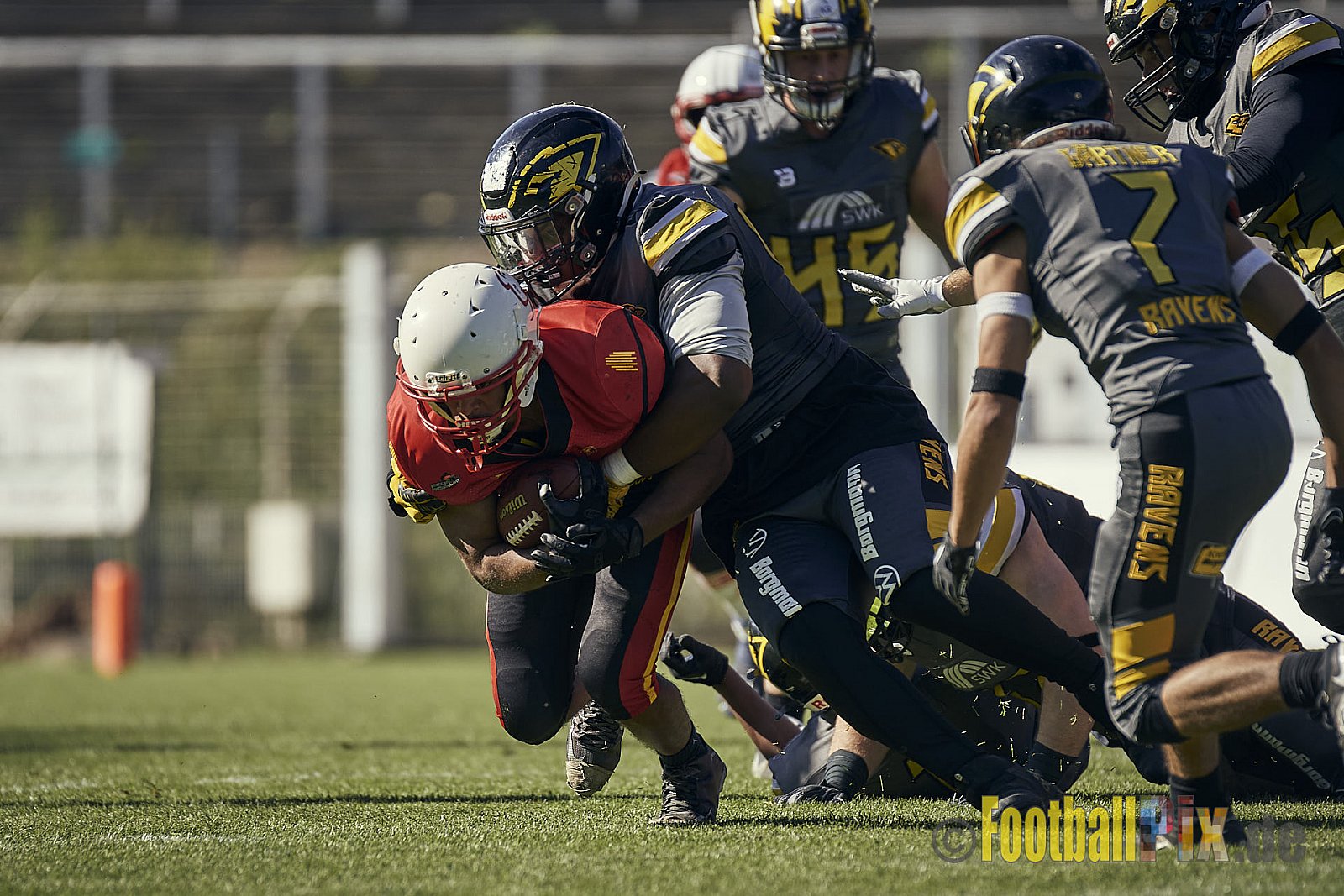 Spiel der AFCV Regionalliga NRW Season 2023 Krefeld Ravens vs. Münster Mammuts am 24.09.2023 im Stadion Grotenburgstadion, Tiergartenstraße, Bockum, Krefeld, North Rhine-Westphalia, 47800, Germany. Punkte Endstand 45 : 0. 
Bildnummer: 2023-09-24_0124 - KrefeldRavensVsMMammuts