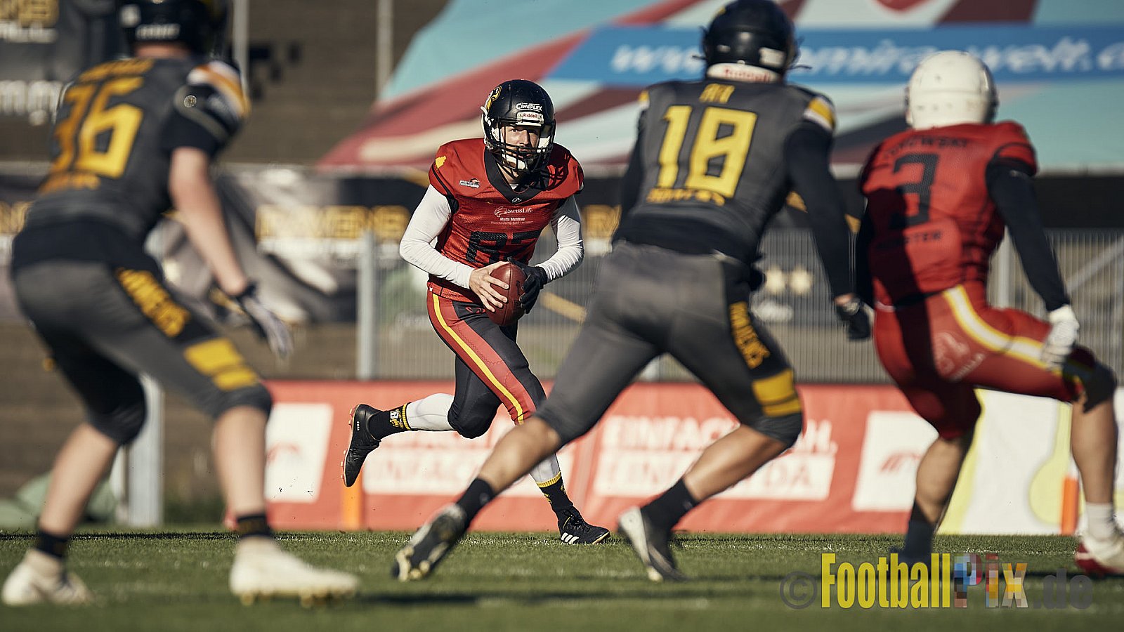 Spiel der AFCV Regionalliga NRW Season 2023 Krefeld Ravens vs. Münster Mammuts am 24.09.2023 im Stadion Grotenburgstadion, Tiergartenstraße, Bockum, Krefeld, North Rhine-Westphalia, 47800, Germany. Punkte Endstand 45 : 0. 
Bildnummer: 2023-09-24_0659 - KrefeldRavensVsMMammuts